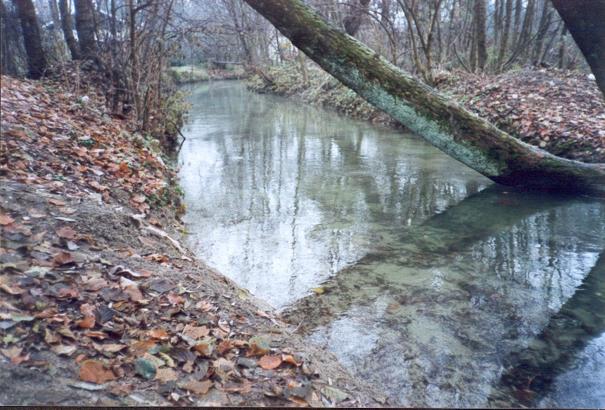 mlinscica.jpg (206517 bytes)