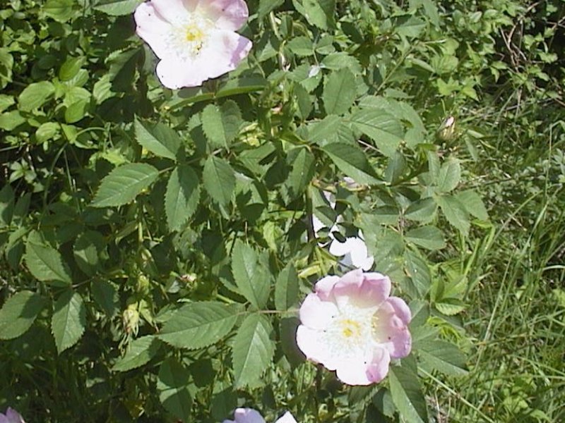 Sipek.jpg (122758 bytes)