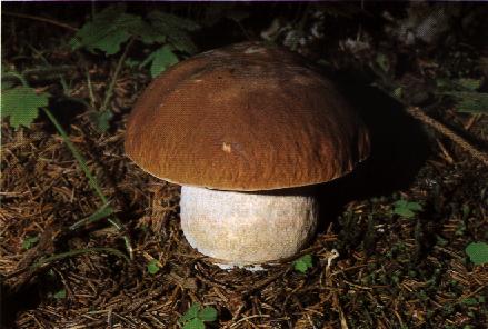 goban.jpg (29078 bytes)